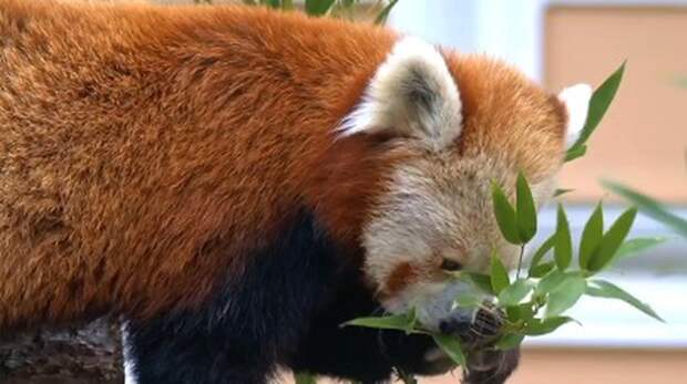 Московский зоопарк показал красную панду, поедающую бамбук