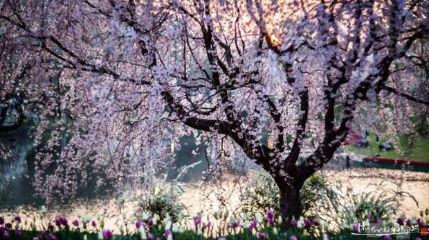 Цветущее вишневое дерево в одном из японских парков.