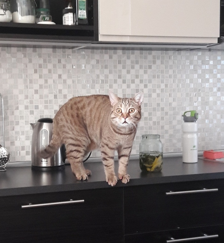 16 забавных откровений о том, какая она — жизнь кошачья!
