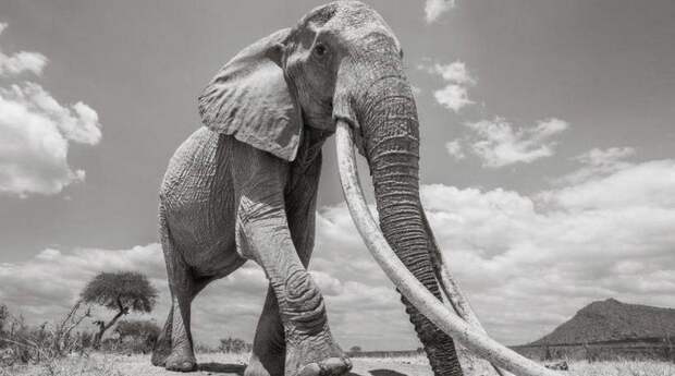 F_MU1 - «Королева слонов»