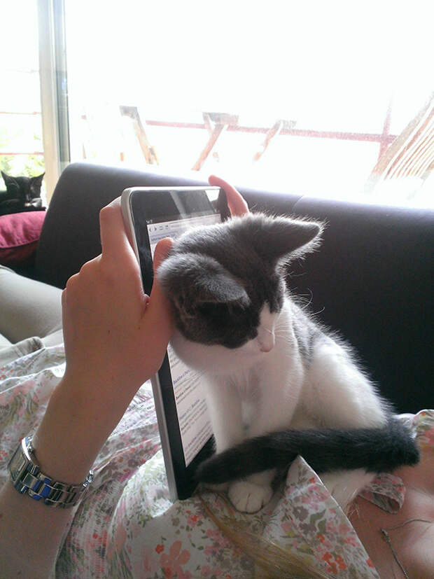 кот с планшетом