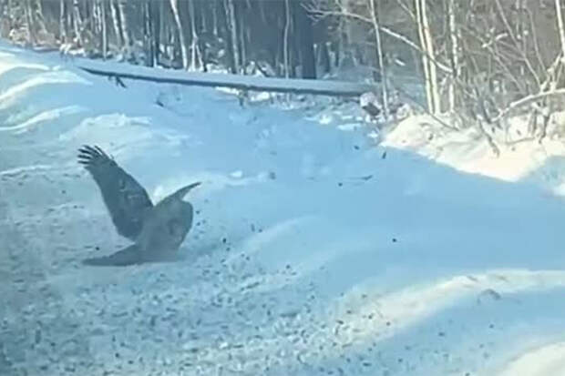 Раненая сова перебежала дорогу российским полицейским и попала на видео