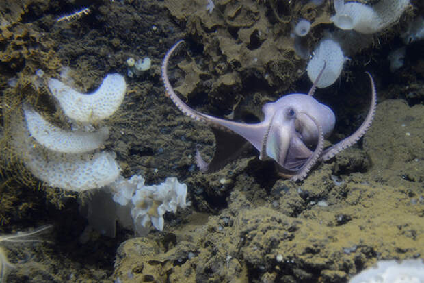 Earth Week: Giant group of octopus moms discovered in the deep sea