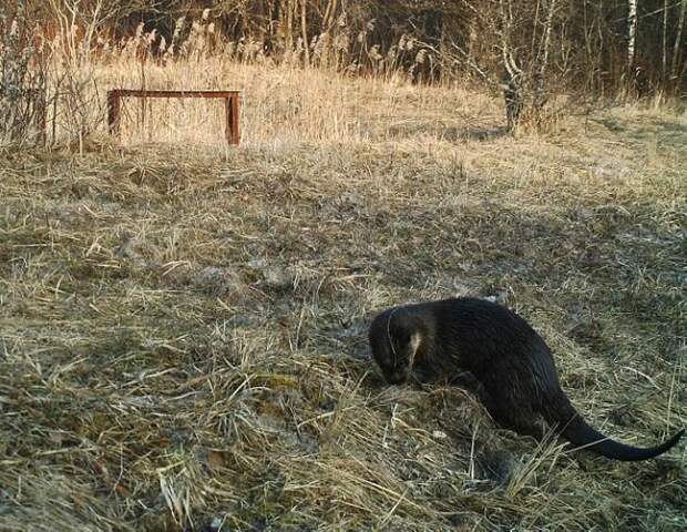 19 фото животных, которые вновь обживают Чернобыль.