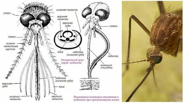 Сколько раз может кусаться один и тот же комар?