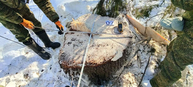 Жителю облцентра грозит лишение свободы за вырубку елей в «Смоленском Поозерье»