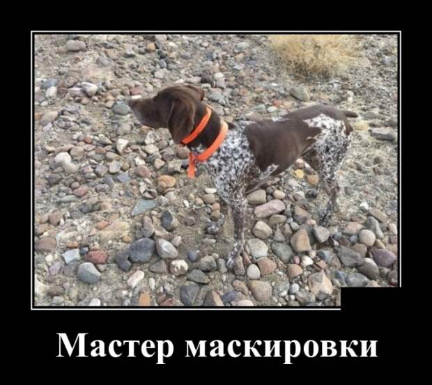 Демотиваторы (30 фото)