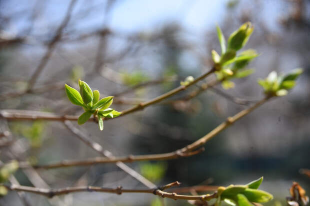 NYT: весенняя листва станет неожиданным союзником российской армии