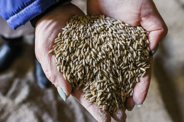 Украина вывозит в Европу запасы пшеницы, несмотря на риск дефицита