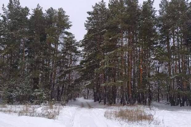 На охрану и восстановление тамбовских лесов в 2025 году было направлено более 76 млн рублей