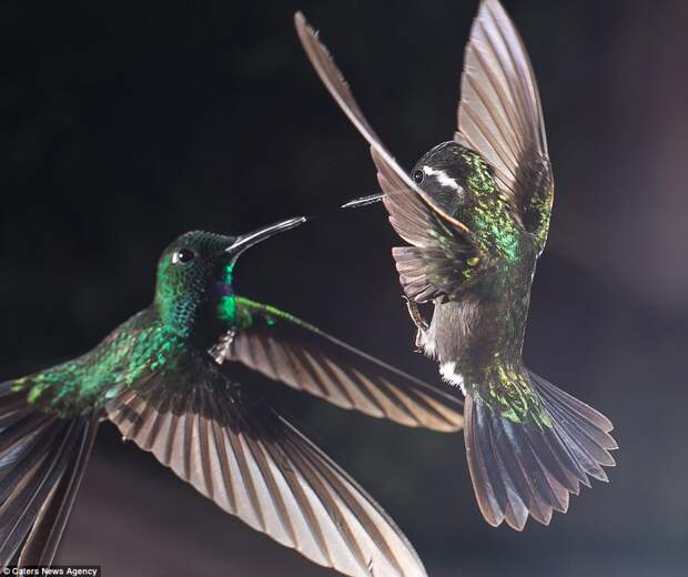 A kiss in flight: Two hummingbirds get close as they hover in the air - their green feathers glimmering against the darkness of the cave