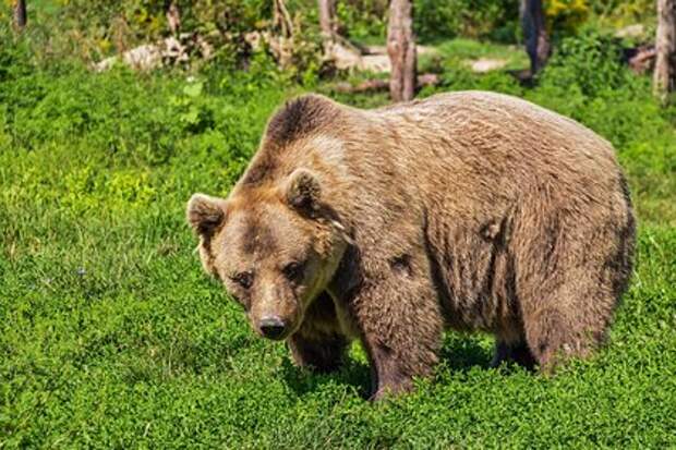 Медведя-людоеда, убившего подростка в парке «Ергаки», застрелили