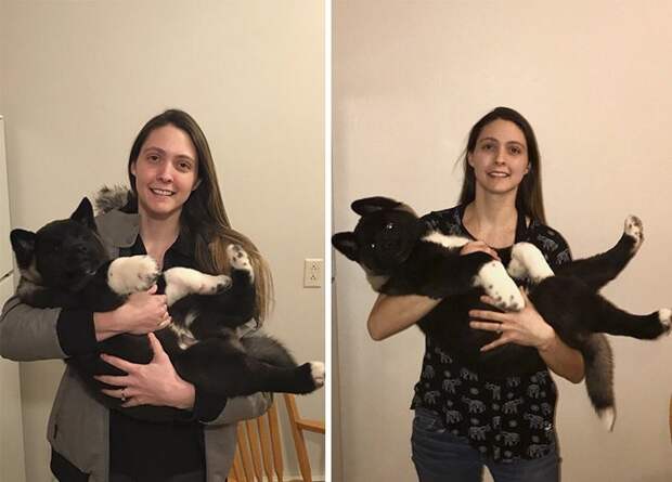 Слева - щенку 10 недель, справа - один месяц акита, до и после, животные, мило, собака, собаки, фото, щенок