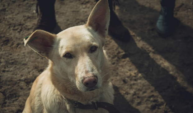 В Уфе обнаружили Хатико: собака ждёт хозяина возле магазина на улице Ленина