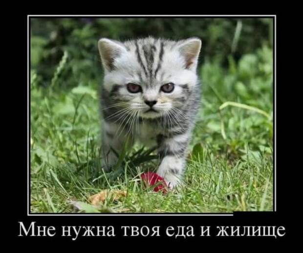 Прикольные демотиваторы с надписями. Подборка chert-poberi-dem-chert-poberi-dem-45040411082020-15 картинка chert-poberi-dem-45040411082020-15