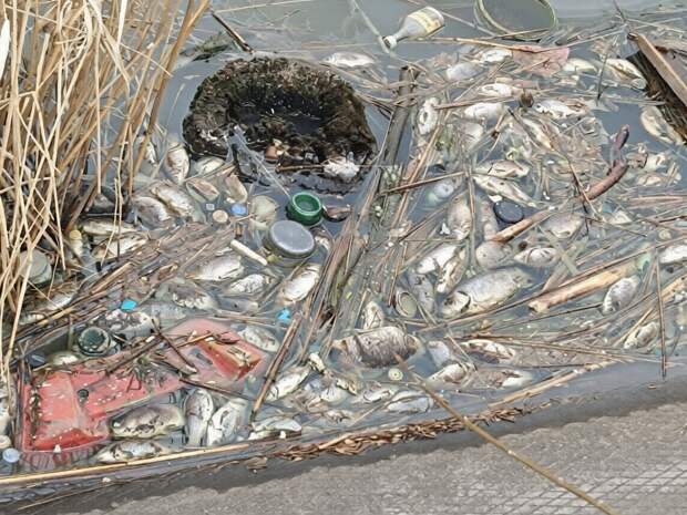 Мор рыбы в ставке "Молочка" в Будённовском районе Донецка