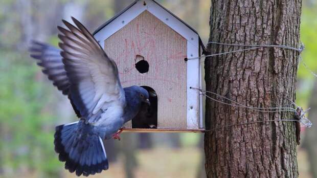 Зоолог дала советы по кормлению птиц