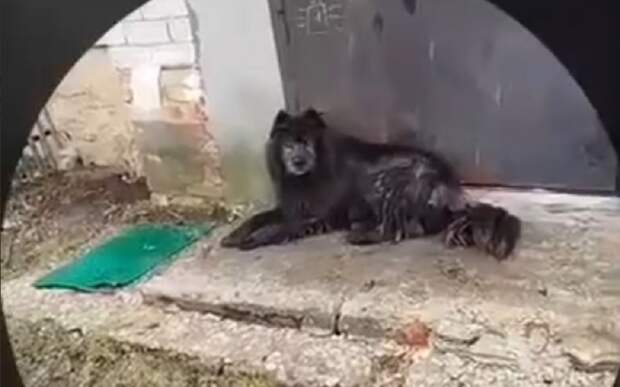 Соцсети: две скопинки пострадали от бродячей собаки