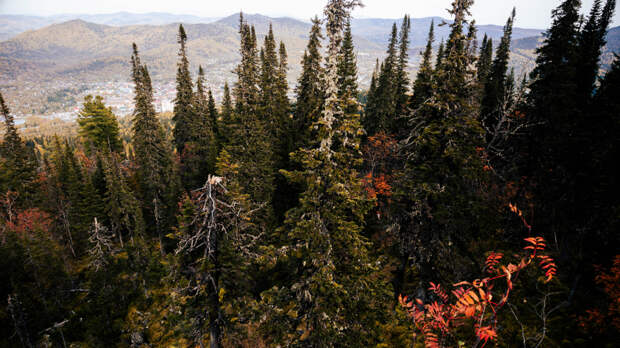 Семью скрыла тайга: поисковики назвали ключевые версии исчезновения Усольцевых