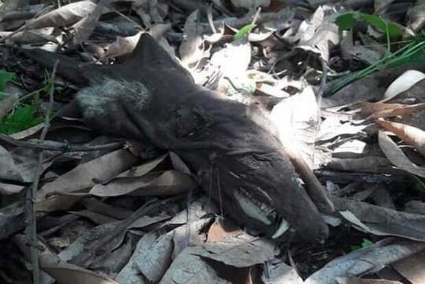Останки неизвестного существа с клыками напугали жителей Колумбии (5 фото)