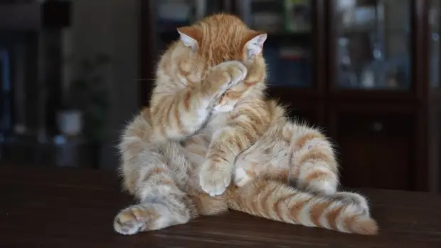 Ветврач Сапарова назвала способ избежать ожирения у домашних животных