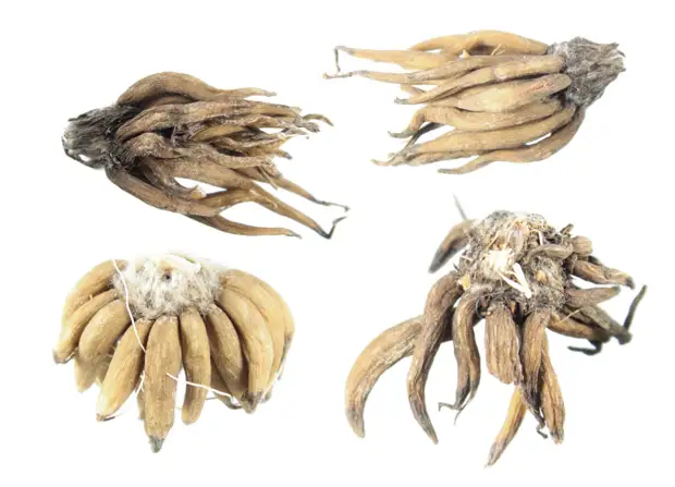 Ранункулюсы – цветы невест