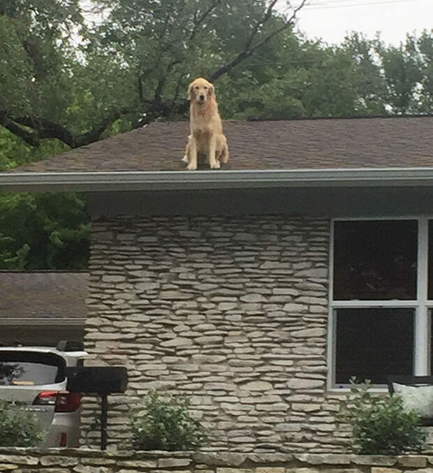 Tired Of People Knocking On Their Doors, Family Makes A Sign To Explain Why Their Dog Is On The Roof