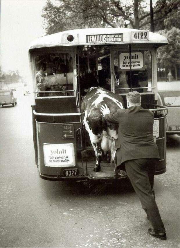 Париж , 1950г. Куда-то везут Бурёнку..  история, фото, это интересно