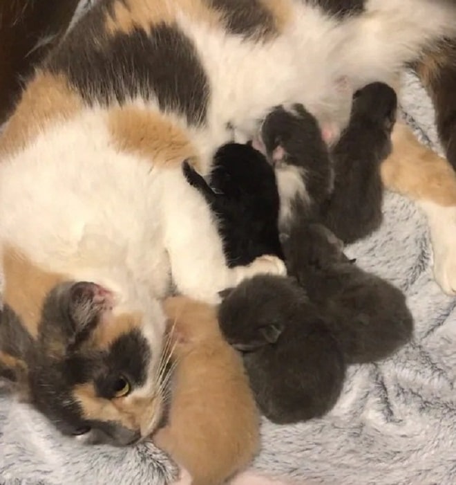 Котята возле кошки Кошка и шесть котят