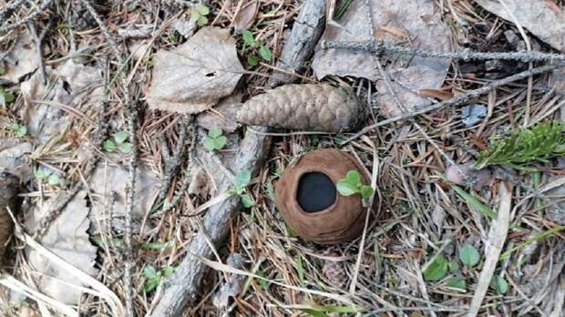 Свердловчанка нашла редкий краснокнижный гриб