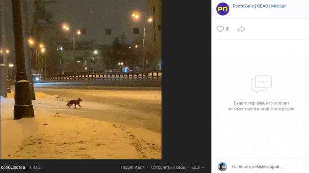 На Сельскохозяйственной заметили дикую лису