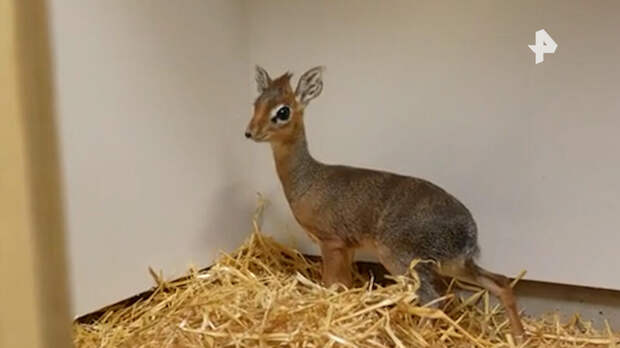 В зоопарке родился детеныш антилопы размером с банку фасоли