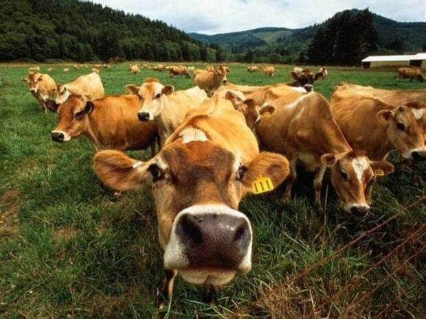Коровы умнее, чем кажутся, того гляди и скажут чего-нибудь.