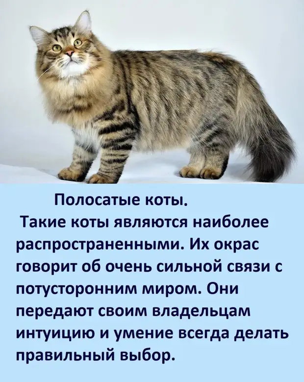 А ВЫ ЗНАЕТЕ, как цвет вашей кошки влияет на вашу судьбу?   Ссылка, первоисточник