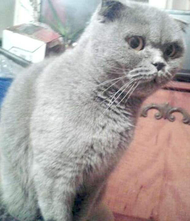 кошку бросили хозяева серая кошка