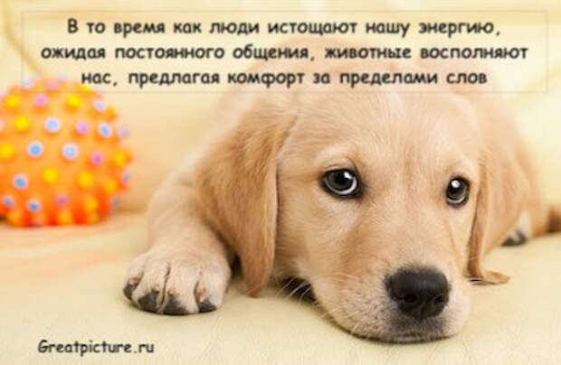 Почему у интровертов такая тесная связь с животными1