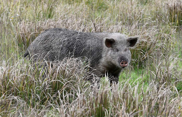 Япония столкнулась с «ядерными» гибридами свино-кабанов: что происходит у Фукусимы