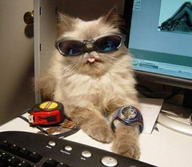 Субботний котопост коты, кошки, приколы с котами., смешные коты