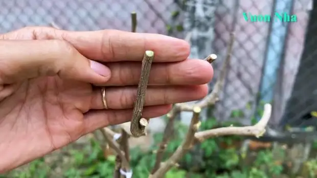 Как вырастить 5 разноцветных цветов на одном кусте. Соседи обзавидуются