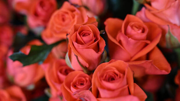 Мальчику, отказавшему в цветочном, прислали две коробки роз в качестве извинений