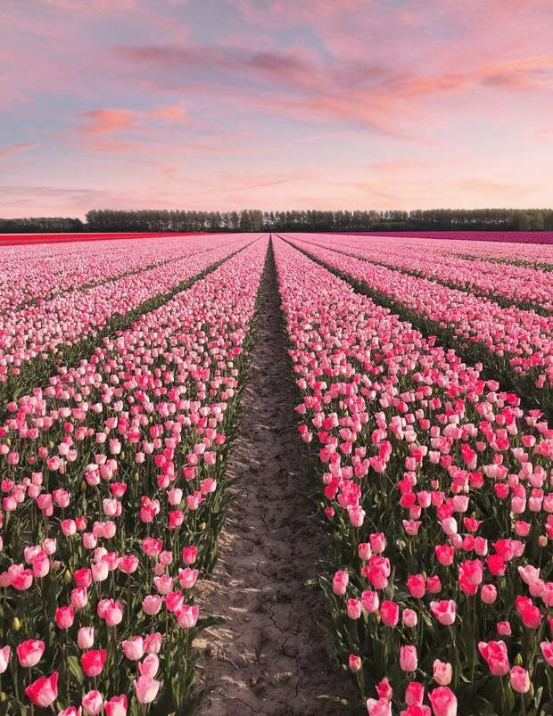 Фотографы посетили поля и сады тюльпанов по всей стране, и были поражены разнообразием и буйством красок. Всего в Нидерландах растет около 1500 сортов тюльпанов. Тюльпаны, голландия, красиво, красивый вид, нидерланды, природа, фото, цветы