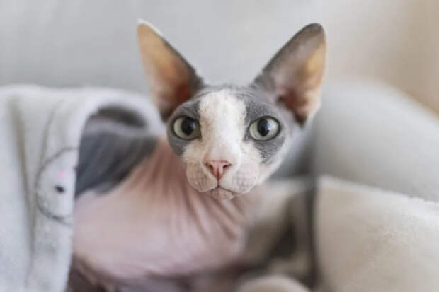 От британцев до сфинксов: самые популярные породы кошек в России и их настоящий характер