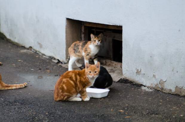 Помогите! Эти жизни на волоске! Сотрудники жилконторы выступают активно против кошек, они подговаривают жителей дома избавиться от животных...