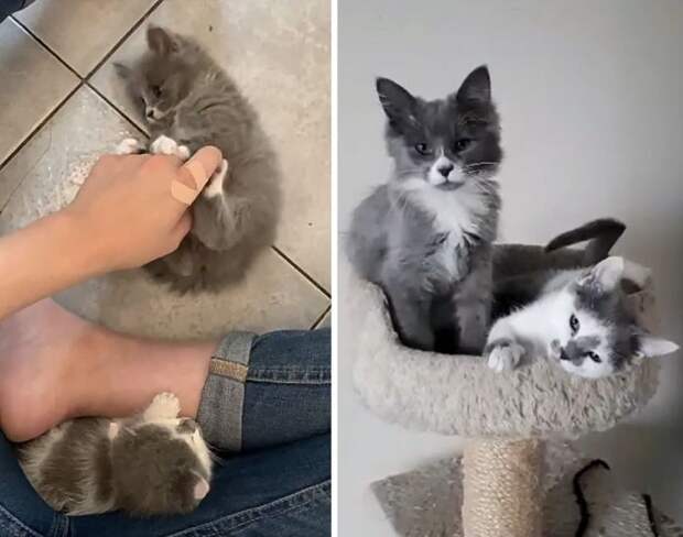 Без кота и жизнь не та