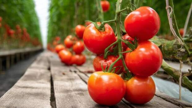 Семена раскупают за часы: 15 лучших сортов томатов, за которыми охотятся дачники