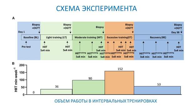 Рисунок 1. Схема эксперимента. Изменение объема и частоты интервальной работы.