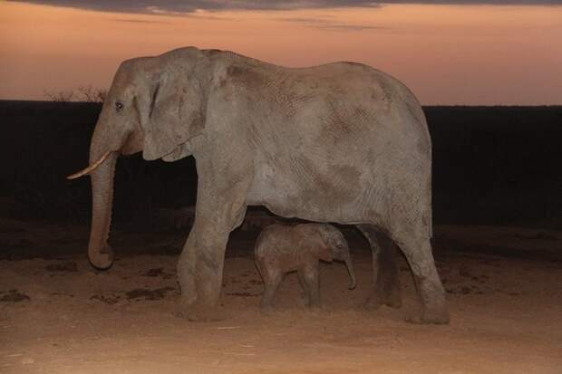 Повзрослевшая слониха-сирота вернулась к своим спасателям с малышом животные, слоны, факты
