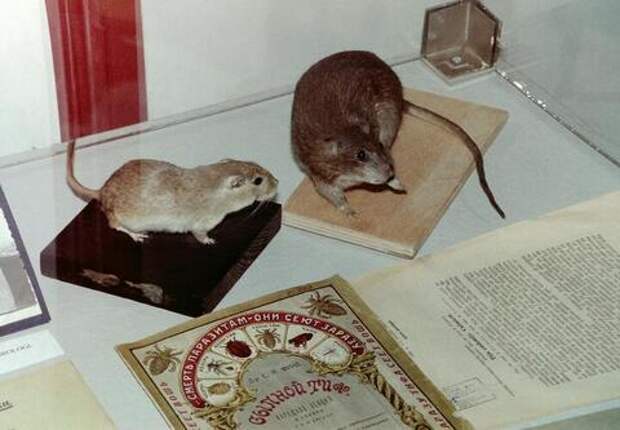 Альцгеймер побеждён? Учёные сумели вылечить болезнь, проводя опыты на мышах