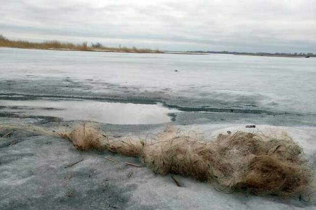 Мертвой рыбой покрылось озеро Хорошее под Новосибирском