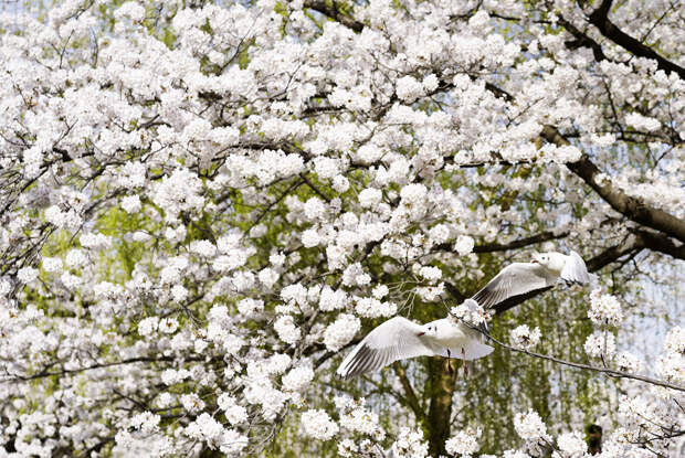Чайки летают под ветвями вишневых деревьев у пруда Синобазу в парке Уэно в Токио